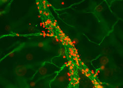 Wl 0901 Research-school